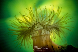 Small snakelocks anemone (Sagartiogeton undatus), Zeeland... by Filip Staes 